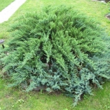 Juniperus vulgaris zeleni tepih